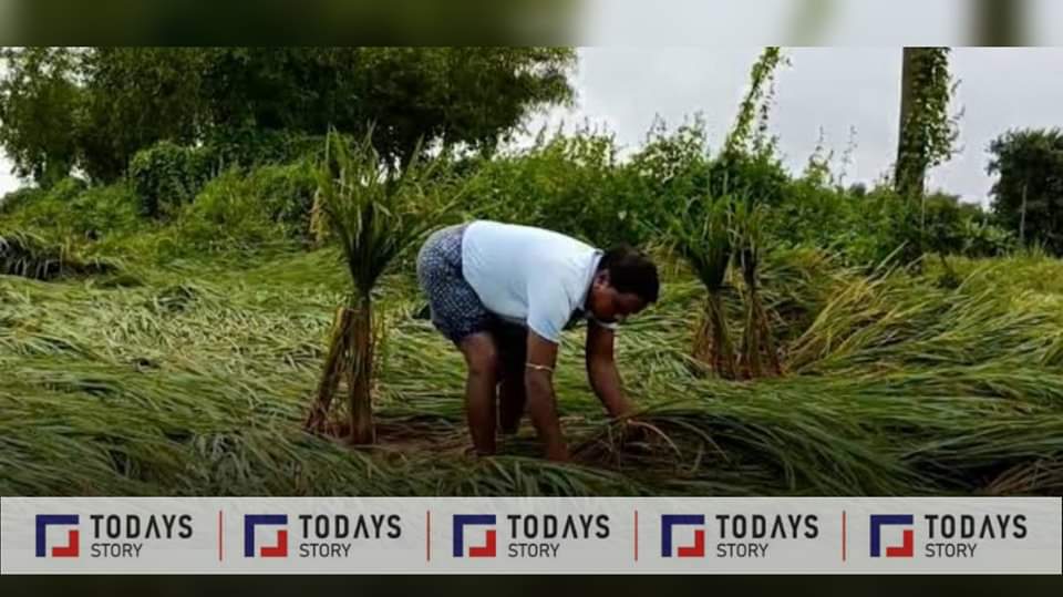 পূর্ব মেদিনীপুর, ঝাড়গ্রাম ও বাঁকুড়ায় ফসলের ব্যাপক ক্ষয়ক্ষতি হয়েছে